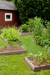 Organic Backyard Garden